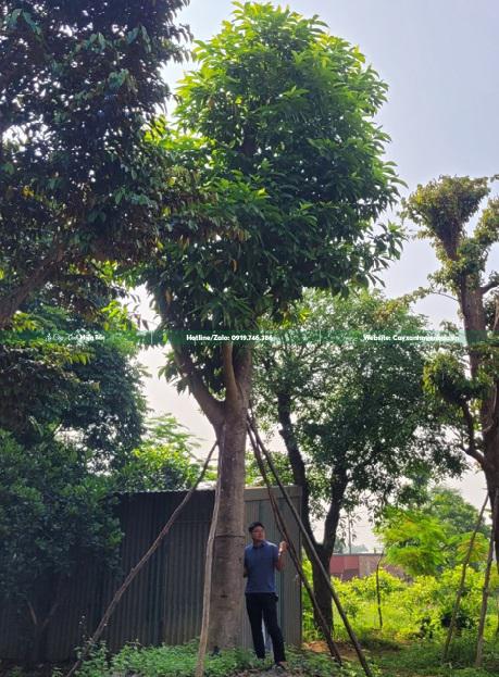 cây hoa ngọc lan